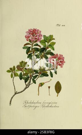 Österreichs, allgemeine, Baumzucht, Wien, Ignaz, Albertischen, Buchdruck, 1792-1822, Österreich, Sträucher, Bäume, Rhododendron ferrugineum, diese Illustration zeigt einen Zweig des Rhododendron ferrugineum, der seine zarten rosa Blüten in leuchtend grünen Blättern hervorhebt. Der Hauptzweig wird mit detaillierten Untersuchungen einer Blütenknospe und eines einzelnen Blattes begleitet, die die einzigartigen Eigenschaften der Pflanze veranschaulichen. Die botanischen Namen sind elegant geschrieben und bieten einen Kontext für diese wunderschöne Darstellung der Natur. Die Komposition fängt die komplizierten Details der Struktur der Blume und des ein Stockfoto