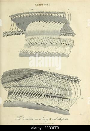 Encyclopaedia Londinensis, oder Universal Dictionary of Arts, Sciences and Literature London, gedruckt für den Inhaber von J. Adlard, verkauft im Encyclopaedia Office von J. White und Champante and Whitrow, 1810–1829. Enzyklopädien und Wörterbücher Mollusks Pictorial Works, eine komplizierte Illustration zeigt die Bewegungsanatomie von Schlangen und zeigt einen detaillierten Querschnitt ihrer Skelettstruktur. Die beschrifteten Schnitte zeigen die komplexe Anordnung von Wirbeln und Muskeln, die zur Flexibilität und Bewegung dieser Reptilien beitragen. Das Diagramm betont die einzigartige Anpassung Stockfoto
