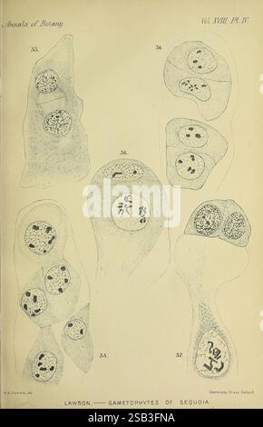Annalen der Botanik, London, Botanik, Zeitschriften, Pflanzen. diese Illustration zeigt wissenschaftliche Diagramme, die die Gametophyten von Sequoia darstellen, die als Abbildungen 35 bis 37 gekennzeichnet sind. Jede Abbildung enthält detaillierte Darstellungen der strukturellen Merkmale dieser Gametophyten, die verschiedene Zellformen und -Anordnung hervorheben. Die Diagramme betonen die unterschiedlichen zellulären Komponenten, wie Kerne und andere Organellen, um ein besseres Verständnis der für den Lebenszyklus von Sequoia-Bäumen essentiellen Fortpflanzungsstrukturen zu ermöglichen. Die akribisch beschrifteten Figuren dienen als wertvolle Ressource für die Botanik Stockfoto