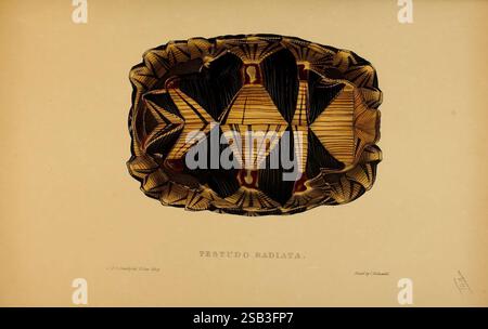 Schildkröten, Terrapins, Schildkröten, London, Paris, Frankfort, H. Sotheran, J. Baer & Co, 1872, Schildkröten, Terrapin, testudinidae, Bildwerke, Astrochelys radiata, eine komplizierte Illustration, die die Draufsicht einer Schildkrötenschale darstellt, bekannt als „Testudo radiata“. Das einzigartige Muster der Schale wird hervorgehoben und zeigt die unterschiedlichen Formen und Linien an, die durch die Segmente gebildet werden. Die detailreichen Details erfassen die natürliche Schönheit und Komplexität des Panzers der Schildkröte und geben Einblicke in die Anatomie dieser Art. Das Design betont sowohl Symmetrie als auch Eleganz, was es zu einer bedeutenden Studie im zoologischen Bereich macht Stockfoto