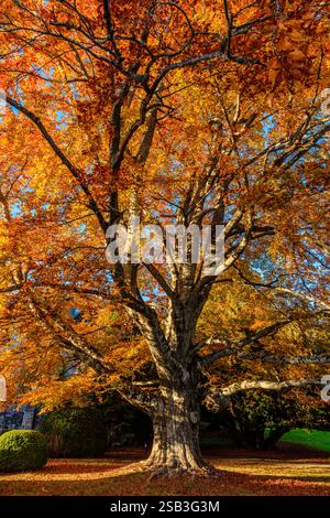 Ein großer Baum mit orangefarbenen Blättern. Der Baum ist in einem Park Stockfoto