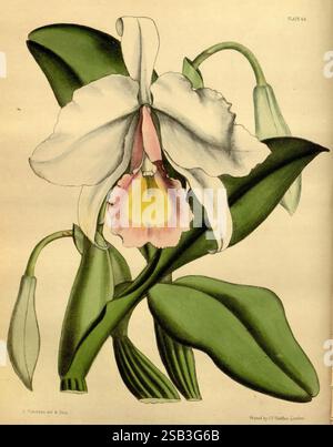 Paxtons Blumengarten London, Bradbury und Evans, [1850]-1853., die Illustration zeigt eine auffällige Orchidee mit zarten, großen weißen Blütenblättern und einer zentralen Lippe, die einen weichen rosa Farbton zeigt. Unterhalb der Blüte befinden sich elegante grüne Blätter, die anmutig nach außen gewölbt sind und auf eine üppige tropische Umgebung hinweisen. Kleine Knospen sind in der Nähe der Basis sichtbar, was auf das Potenzial für weitere Blüten in der Zukunft hindeutet. Die akribischen Details betonen die Texturen der Blüten und Blätter und unterstreichen die natürliche Schönheit und Komplexität dieses Blumenmusters. Stockfoto
