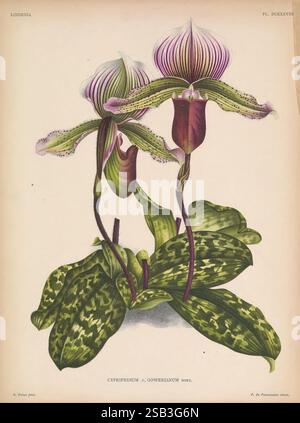 Lindenia Gand [Belgien] Impr. F. Meyer-van Loo 1885-1906 Klassifizierung Reiseführer Identifikation Nomenklatur populäre Nomenklatur Orchidaceae Orchideen Bildwerke Terminologie Blumen Stiele Blätter, Eine atemberaubende Darstellung der Cypripedium x Gowrianum Orchidee, die die komplizierten Details ihrer Blüten und Blätter zeigt. Die Blüten zeichnen sich durch einzigartige Muster mit lebhaften Farbtönen und markanten Linien aus, die ihre Schönheit hervorheben. Die üppig grünen Blätter zeigen melierte Muster, was die gesamte Eleganz der Komposition unterstreicht. Diese botanische Illustration fängt das empfindliche Gleichgewicht der Natur ein, betonen Stockfoto