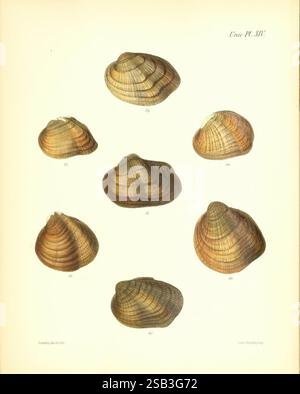 Conchologia Iconica oder Illustrationen of the Muscheln of Molluscous Animals London, Reeve, Brothers, 1843–1878. Muscheln, Mollusken, Pictorial Works, das Bild zeigt eine Sammlung verschiedener Muscheln, die in einem symmetrischen Layout angeordnet sind. Jede Schale weist unterschiedliche Muster, Texturen und Farben auf, die die Vielfalt der Meereslebewesen verdeutlichen. Die Schalen werden aus verschiedenen Perspektiven dargestellt, so dass ihre Formen und strukturellen Details gut erkennbar sind. Das Arrangement unterstreicht die künstlerische und natürliche Schönheit dieser Meeresbewohner und hebt ihre glatten Oberflächen und komplizierten Designs hervor. Des Stockfoto