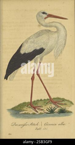 Fauna, Boica, oder, gemeinnützige, Naturgeschichte, der, Thiere, Bayerns, Nürnberg, in, der, E. H, Zeh'schen, Buchhandlung, 1835, Deutschland, Bilder, Werke, Wasservögel, Vögel, Ciconia alba, ein großer Storch steht anmutig auf langen Beinen und zeigt sein markantes schwarz-weißes Gefieder. Der Vogel hat einen schlanken, langgezogenen Hals und einen langen, spitzen Schnabel, typisch für seine Art. Es wird in einem natürlichen Lebensraum dargestellt, mit einem Hintergrund, der auf eine üppige Umgebung hinweist, einschließlich grüner Gräser und kleiner Wasserflecken. Die Abbildung zeigt komplizierte Details, die die Federn und die Stangen betonen Stockfoto