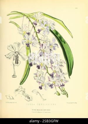 Das Blumenmagazin London, L. Reeve & Co, Blumengärtnerei, Blumen, Zeitschriften, Bildwerke, Pflanze, Blume, diese Illustration zeigt die Vanda cerulescens, die ihre zarten Gruppen von hellen lila und weißen Blüten mit subtilen Anklängen von Gelb zeigt. Die Blüten sind elegant zwischen grünen Blättern durchsetzt und betonen ihre lebendige Schönheit. Verschiedene Details der Orchidee sind dargestellt, darunter eine Nahaufnahme einer einzelnen Blume und ein Segment, das ihre einzigartige Struktur unterstreicht. Die Gesamtkomposition verbindet botanische Präzision mit künstlerischem Flair, charakteristisch für Vintage Botanical A Stockfoto