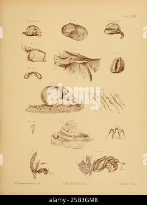 Land, Süßwasser, Mollusca, Indien, London, Taylor und Francis, 1882. Asien, Indien, Weichtiere, die Abbildung zeigt eine Sammlung detaillierter wissenschaftlicher Zeichnungen, die verschiedene anatomische Strukturen und Proben im Zusammenhang mit der Untersuchung von „Cryptosomen“ zeigen. Jede beschriftete Abbildung hebt verschiedene Merkmale hervor, wie Schalen, Anhängen und andere biologische Komponenten, die häufig in der Forschung untersucht werden. Das Layout organisiert die Proben methodisch und ermöglicht einen Vergleich und eine Analyse der Feinheiten jeder Struktur. Die Notizen unten zeigen die Quelle und den Künstler an und betonen deren Stockfoto