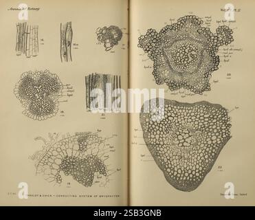 Annalen der Botanik, London, Botanik, Zeitschriften, Pflanzen. die Abbildung zeigt eine Vielzahl von botanischen Strukturen, wobei der Schwerpunkt auf den leitenden Systemen von Bryophyten liegt. Die Bilder enthalten detaillierte Querschnitte von Pflanzengewebe, die verschiedene Arten von Gefäß- und Stützgewebe hervorheben. Jeder Abschnitt ist mit spezifischen Bezeichnern versehen, die eine Referenz für seine eindeutigen Merkmale bieten. Die komplizierten Muster zeigen die Komplexität der Pflanzenanatomie und betonen die Anpassungen dieser nicht-vaskulären Pflanzen. Das Gesamtkonzept schlägt eine pädagogische Perspektive vor, die darauf abzielt, die und zu verbessern Stockfoto