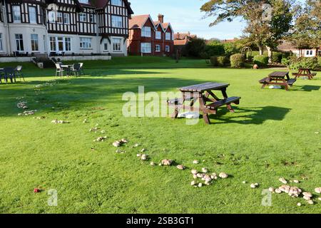 Ein großer Feenring aus gelben Pilzen (Agaricus xanthodermus) breitet sich über den Rasen des Sea Marge Hotel in Norfolk aus Stockfoto