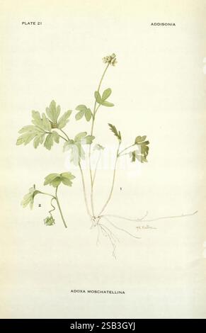 Addisonia, New York, New York Botanical Garden, 1916-1964, Zeitschriften, Bildwerke, Pflanzen, USA, Blumenzeitschriften, Addison Brown Fund, Pflanzen der Neuen Welt, wissenschaftliche Blumenillustrationen, botanische Illustration, Adoxa moschatellina, Kraut, Mary Emily Eaton, die Illustration zeigt eine detaillierte Darstellung von Adoxa moschatellina, allgemein bekannt als Moschuswurzel. Die Pflanze ist mit ihren zarten, zusammengesetzten Blättern und kleinen, grünlichen Blüten dargestellt. Die Wurzeln sind in der Nähe der Basis sichtbar, was die Wachstumsstruktur betont. Jeder Teil der Abbildung ist beschriftet und zeigt das botanische Stockfoto