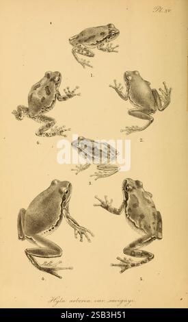 Die schwanzlosen Batrachier Europas, London, 1897-98, Europa, Frösche, Amphibien, Anura, die Illustration zeigt verschiedene Arten von Fröschen in verschiedenen Stellungen, die ihre anatomischen Merkmale und einzigartigen Eigenschaften betonen. Jede Figur ist sorgfältig detailliert und zeigt die unterschiedlichen Körperformen, Extremitätenproportionen und Fußstrukturen der Frösche. Das Arrangement präsentiert die Frösche aus mehreren Blickwinkeln, was eine umfassende Untersuchung ihrer Morphologie ermöglicht. Jedem Frosch werden Nummern zugewiesen, was eine Klassifizierung oder Bezeichnung zur weiteren Referenz in einem wissenschaftlichen Kontext nahelegt. Die Stockfoto