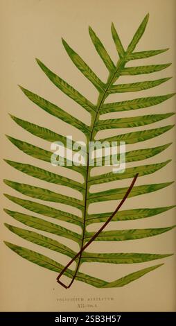 Farne, britisch, exotisch, 1856-60, Farne, eine detaillierte Illustration eines Farnblattes, das seine leuchtende grüne Farbe und seine komplizierte Struktur zeigt. Das Blatt weist langgezogene, sich verjüngende Fronten mit einer fein zerlegten Textur auf, die typisch für die Polypodium-Art ist. Die starke Mittelrippe verläuft in der Mitte und verzweigt sich zu symmetrischen, kleineren Flugblättern entlang jeder Seite. Der akribisch gekennzeichnete botanische Name „Polypodium Areolatum“ erscheint unter dem Blatt und weist auf seine Klassifizierung hin. Diese Darstellung unterstreicht die Schönheit und Komplexität der Pflanzenwelt und betont die zarten Muster und die natürliche Stockfoto