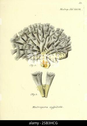 Die, Pflanzenthiere, in, Abbildungen, nach, der, Natur, Nürnberg, in, der, Raspischen, Buchhandlung, 1791-1830, Cnidaria, Ctenophora, Coral, die Abbildung zeigt eine detaillierte Darstellung der Korallen, insbesondere die Struktur von *Madrepora cujpidata*. Der obere Abschnitt zeigt eine verzweigte Korallenformation mit filigranen, nach außen ausstrahlenden Polypenstrukturen, die ihr gefiedertes Aussehen zeigen. Unten zeigt eine zweite Ansicht die Basis und zusätzliche Merkmale und betont die anatomischen Details, die für diese Korallenart charakteristisch sind. Die beschrifteten Abbildungen zeigen die wissenschaftlichen in Stockfoto