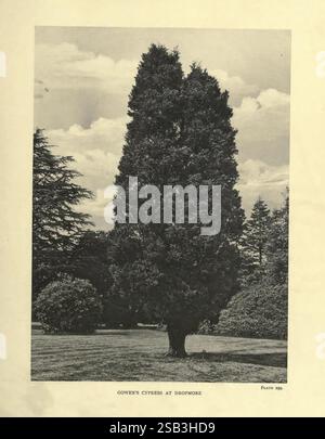 The Trees of Great Britain & Ireland, Edinburgh, Priv. Drucken, 1906-13. Großbritannien, Irland, Trees, Eine hohe, majestätische Zypresse steht in einem Landschaftsgarten. Sein dichtes Laub bildet eine markante Silhouette vor einem Hintergrund flauschiger Wolken und eines klaren Himmels. Rund um die Zypresse bilden verschiedene Bäume und Sträucher eine üppige grüne Umgebung, die den Reichtum des Gartens verdeutlicht. Die Szene fängt eine ruhige, natürliche Schönheit ein und lädt die Zuschauer ein, die Pracht des Baumes und die Ruhe seiner Umgebung zu genießen. Unter dem Bild befindet sich eine Unterschrift mit der Aufschrift „Gowens Cypre Stockfoto