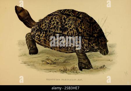 Schildkröten, Terrapins und Schildkröten London, Paris und Frankfurt H. Sotheran J. Baer & Co. 1872 Schildkröten Terrapins testudinidae Bildwerke stigmochelys pardalis Tudbury, Eine detaillierte Illustration einer Schildkröte, die ihre unverwechselbare Schale mit komplizierten Mustern zeigt. Das Tier wird in einer naturalistischen Pose dargestellt, mit leicht hochgezogenem Kopf, der seine strukturierte Haut und seine einzigartigen Gesichtszüge offenbart. Die umliegende Umgebung wird leicht vorgeschlagen, was auf einen terrestrischen Lebensraum hindeutet. Unter der Schildkröte steht das Etikett "Testudo pardalis, Bult." Gibt seine wissenschaftliche Klassifikation an, Reflectin Stockfoto