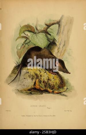 Beiträge zur Naturgeschichte von Labuan und den angrenzenden Küsten von Borneo London, J. Van Voorst, [1855] Natural History, Borneo, Labuan, SOREX Grey, die Abbildung zeigt ein kleines Säugetier, das als Sorex Grey bekannt ist und allgemein als Gray's Spitzhrew bezeichnet wird. Sie zeichnet sich durch ihren langgestreckten Körper, die spitze Schnauze und das weiche Fell aus, das typischerweise in Brauntönen erscheint. Die Spitzspitzel liegt auf einem moosbedeckten Stamm, umgeben von Blättern und Laub. Diese Szene hebt den natürlichen Lebensraum hervor und betont die Erdtöne und -Strukturen der Umgebung. Die Gesamterfassung der Komposition Stockfoto