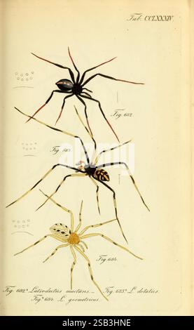 Die, Arachniden, Nürnberg, in, der, C. H. Zeh'schen, Buchhandlung, 1831–1848, Arachnida, die Abbildung zeigt eine detaillierte Darstellung von drei verschiedenen Spinnenarten, die akribisch zur Identifizierung gekennzeichnet sind. Die erste Spinne, die sich durch lange Beine und einen schlanken Körper auszeichnet, zeigt einen markanten Kontrast mit ihrer schwarz-weißen Färbung. Die zweite Spinne zeichnet sich durch ein auffälliges Muster aus, das leuchtend orange und gelbe Markierungen vor einem dunklen Körper zeigt und ihr lebendiges Aussehen unterstreicht. Die dritte Spinne präsentiert ein subtileres Design mit hellen Beinen und einem cremigen Körper, der mit Del verziert ist Stockfoto