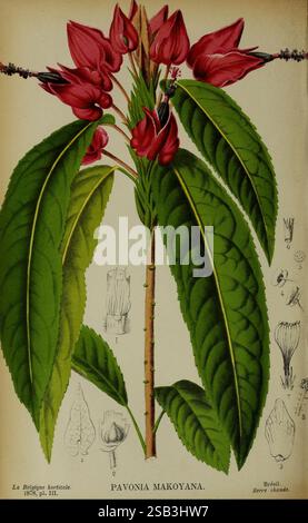 Belgique, Gartenbau, Lüttich, Botanik, Gartenbau, Zeitschriften, Pflanzen., diese Illustration zeigt die Pavonia makoyana Pflanze, die ihre auffälligen roten Blüten zeigt, die oben deutlich zu sehen sind. Die Blätter sind breit, glänzend und üppig grün, was die optische Attraktivität erhöht. Um die Hauptpflanzendarstellung herum befinden sich detaillierte botanische Skizzen, die verschiedene Teile der Blume und Blätter, einschließlich ihrer Formen und Strukturen, veranschaulichen. Dieses Kunstwerk beleuchtet die Feinheiten der Anatomie der Pflanze und dient sowohl als ästhetische Darstellung als auch als wissenschaftliche Referenz. Stockfoto