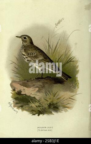 Vertraut, wild, Vögel, London, New York, Cassell, 1883, Vögel, Wörterbücher, Bildwerke, Anthus pratensis, Meadowpipit., Ein Meadow Pipit steht anmutig auf einem Felsen und zeigt seinen schlanken Körper und seine komplizierten Federmuster. Das Gefieder des Vogels zeigt verschiedene Braun- und Brauntöne, die sich perfekt in die natürliche Umgebung einfügen. Seine wachsame Haltung lässt Neugier vermuten, während hohe Gräser im Hintergrund einen Hauch von Wildnis verleihen. Die detaillierte Abbildung zeigt das Wesen dieses kleinen Passerins und betont seine zarten Merkmale und die subtilen Nuancen seiner Umgebung. Der Titel „ Stockfoto