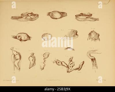 Land Freshwater Mollusca India London Taylor and Francis 1882 Asia India Mollusks Shells zeigt die Abbildung eine Sammlung detaillierter anatomischer oder biologischer Studien. Es verfügt über verschiedene Formen und Texturen, darunter eine Reihe von schalenartigen Strukturen, organischen Formen und langen Figuren mit unterschiedlichen Kurven und Linien. Jedes Element ist zur Identifizierung mit Nummern versehen, die ihre Bedeutung im wissenschaftlichen Kontext anzeigen. Das Arrangement hebt die Vielfalt der Exemplare hervor, die möglicherweise mit der Meeresbiologie oder Paläontologie zusammenhängen, und betont ihre einzigartigen Formen und komplizierten Deta Stockfoto