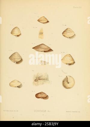 Land Freshwater Mollusca India London Taylor and Francis 1882 Asia India Mollusks Shells zeigt die Abbildung eine Reihe detaillierter Darstellungen verschiedener Muschelarten aus der Familie Zonitidae. Jede Probe ist sorgfältig mit Zahlen gekennzeichnet, die verschiedene Arten oder Klassifizierungen anzeigen. Die obere Reihe zeigt drei unterschiedliche Formen und Größen von Schalen, die ihre einzigartigen Strukturen und Muster zeigen. Die zweite Reihe zeigt eine Vielzahl von Schalenformen, einige mit verlängerten Profilen, andere mehr abgerundet, was die Vielfalt innerhalb der Familie unterstreicht. Die untere Zeile wird fortgesetzt t Stockfoto
