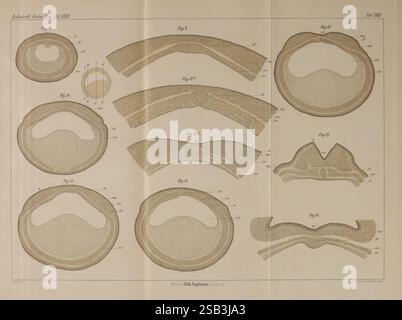 Zeitschrift für wissenschaftliche Zoologie. Leipzig, Wilhelm Engelmann, 1849-, Anatomie, Komparative, Bibliographie, Zeitschriften, Zoologie, Museum für vergleichende Zoologie, Eine Reihe detaillierter Illustrationen, die Querschnittsansichten verschiedener biologischer Exemplare zeigen. Jede Abbildung ist sorgfältig mit der entsprechenden Nummer beschriftet, die verschiedene Probentypen und -Ausrichtungen angibt. Die Diagramme zeigen die einzigartigen Strukturen und Schichten innerhalb jeder Probe und geben einen Einblick in ihre anatomischen Merkmale. Neben den Zahlen werden zusätzliche Anmerkungen und Messungen angezeigt, Offerin Stockfoto