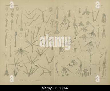 Annalen der Botanik, London, Botanik, Zeitschriften, Pflanzen, diese Abbildung zeigt eine Reihe botanischer Diagramme, die verschiedene Arten von Pflanzenstrukturen und Wachstumsformen darstellen. Jede Abbildung ist sorgfältig nummeriert und stellt verschiedene morphologische Merkmale von Pflanzen dar, einschließlich Wurzelsysteme, Blattanordnungen und Verzweigungsmuster. Die detaillierten Darstellungen veranschaulichen die Vielfalt und Komplexität des Pflanzenreichs und machen es zu einer wertvollen Ressource für das Studium der Pflanzenbiologie und -Anatomie. Das Gesamtkonzept schlägt einen systematischen Ansatz für die Klassifizierung vor, wahrscheinlich Stockfoto