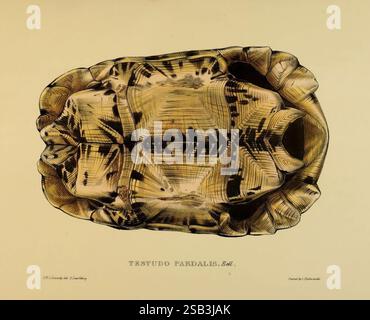 Schildkröten Schildkröten London Paris Frankfurt H. Sotheran J. Baer & Co, 1872 Schildkröten Terrapin Testudinidae Pictorial Works Stigmochelys pardalis, Eine detaillierte Illustration des Panzers einer Schildkröte, die die komplizierten Muster und Texturen ihrer Schale zeigt. Das Design verfügt über eine Reihe von geometrischen Formen und natürlichen Markierungen, die die einzigartigen Merkmale der Art hervorheben. Das Bild ist mit „TESTUDO PARDALIS“ beschriftet, was den wissenschaftlichen Namen angibt, während die Handwerkskunst die Schönheit und Komplexität der Schutzhülle des Tieres betont. Stockfoto