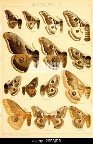 Die Gross-Schmetterlinge der Erde, Stuttgart, Alfred Kernen, 1909-, Schmetterlinge, lepidoptera, eine komplizierte Ausstellung verschiedener Arten von Saturnia-Schmetterlingen, die ihre einzigartigen Flügelmuster und Farbvariationen zeigen. Die Abbildung zeigt mehrere Schmetterlinge, die organisiert angeordnet sind, mit detaillierten Darstellungen, die ihre charakteristischen Augenflecken und Markierungen hervorheben. Jede Probe ist mit ihrer wissenschaftlichen Klassifizierung gekennzeichnet. Das Design unterstreicht die Schönheit und Vielfalt dieser Insekten und zeigt ihre Bedeutung für die Entomologie und ihre faszinierende natürliche Ästhetik Stockfoto
