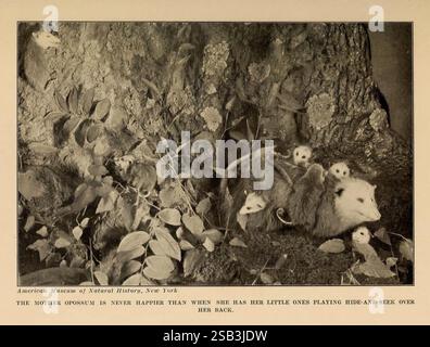 The Human Side of Animals, New York, Frederick A. Stokes Company [1918], Opossum, Animal Behavior, A Mother opossum wird in einer natürlichen Umgebung dargestellt, umgeben von ihrem verspielten Jungen. Die Szene fängt die zärtliche Beziehung zwischen der Mutter und ihren Nachkommen ein, während sie sich in einem Versteckspiel verstecken, wobei einige der Kleinen auf dem Rücken ihrer Mutter klettern. Im Hintergrund befindet sich ein großer Baum, der das natürliche Ambiente des Augenblicks noch verstärkt. Diese Darstellung betont das pflegende Verhalten des Opossums und hebt die unschuldige Neugier ihrer Jungen hervor, die die Freude des Familienlebens widerspiegelt Stockfoto