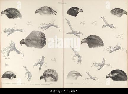 Die Gattungen der Vögel, 1849, Vögel, Verhaltensklassifizierung, Bildwerke, die Illustration zeigt eine Sammlung von Vogelstudien mit einer Vielzahl detaillierter Darstellungen von Adlerköpfen und Füßen. Auf der einen Seite zeigen verschiedene Adlergesichter die einzigartigen Eigenschaften und Merkmale verschiedener Arten, die ihre hakenförmigen Schnäbel und scharfen Augen hervorheben. Auf der gegenüberliegenden Seite veranschaulichen komplizierte Skizzen von Adlerklauen ihre mächtigen Krallen und betonen ihr Design für das Greifen von Beute. Jede Zeichnung wird sorgfältig gerendert, um die unterschiedliche Morphologie und Textur o darzustellen Stockfoto