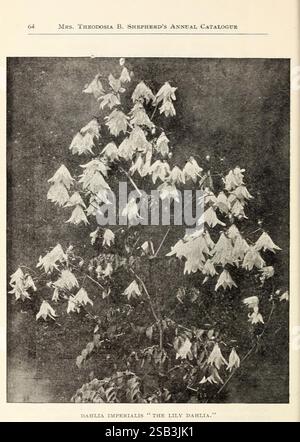 Mrs. Theodosia B. Shepherd's beschreibender Katalog der Blumen, Ventura-by-the-Sea, Calif, Theodosia B. Shepherd Co, [1902], Blumen, Kakteen, Samen, Kataloge, Dahlia imperialis, Gärtnerei, Gartenbau, Zierpflanzen, Handelskataloge, Saatgutindustrie und Handel, Theodosia B. Shepherd Company, Garden Stories, in Bloom, Eine botanische Illustration mit dem Titel „Dahlia Imperialis“, allgemein bekannt als „die Lilv Dahlia“. Das Kunstwerk zeigt eine hohe Pflanze mit zahlreichen langen, weißen Blüten, die zart an schlanken Stielen hängen. Die Blätter sind üppig und grün und bieten eine lebendige Kulisse für die Straße Stockfoto