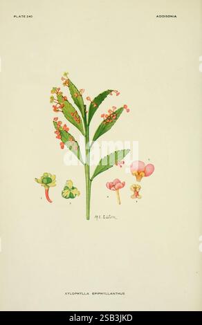 Addisonia, New York, New York Botanical Garden, 1916-1964, Zeitschriften, Bildwerke, Pflanzen, USA, Xylophylla, Epiphyllanthus, die Abbildung zeigt eine detaillierte botanische Studie der Xylorhhylla epiphyllanthus Pflanze. In der Mitte befindet sich ein markantes grünes Blatt mit ausgeprägten gezackten Kanten und einer reichen Textur. Um das Blatt herum befinden sich verschiedene Bestandteile der Pflanze: Links sind kleinere grüne Triebe, die auf ein neues Wachstum hinweisen; rechts sind mehrere Blüten in verschiedenen Entwicklungsstadien dargestellt, die ihre rosa und gelbe Färbung zeigen. Jedes Element ist sorgfältig Stockfoto