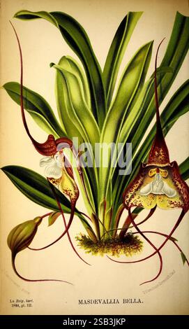 Belgique, Gartenbau, Lüttich, Botanik, Gartenbau, Zeitschriften, Pflanzen, Eine detaillierte Illustration der Masdevallia bella Orchidee mit ihren charakteristischen, langen Blüten mit komplizierten Mustern und lebhaften Farben. Die Blumen zeigen einzigartige Formen, die Masken ähneln, mit Fransenkanten und markanten Lippendetails, die die Aufmerksamkeit auf sich ziehen. Die Blüten umgeben von üppigen grünen Blättern, die die tropischen Ursprünge der Pflanze zeigen. Der Titel enthält den botanischen Namen, der sowohl die Kunstfertigkeit als auch die wissenschaftliche Bedeutung dieser fesselnden Art hervorhebt. Stockfoto