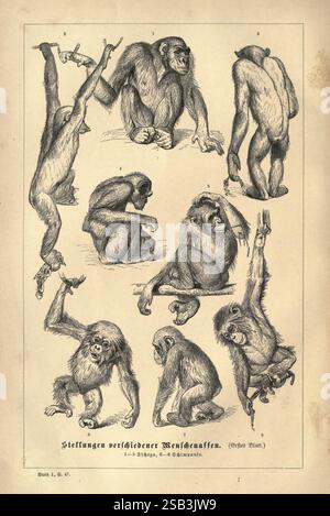 Brehms Thierleben, Allgemeine Kunde des Thierreichs, Leipzig, Verlag des Bibliographischen Instituts, 1876-1879, Zoologie, Tierverhalten Woods Hole, die Illustration zeigt verschiedene Haltungen verschiedener Primatenarten und hebt deren charakteristische körperliche Eigenschaften und Bewegungen hervor. Jede Figur präsentiert eine einzigartige Haltung oder Handlung, die die Vielfalt ihrer Anatomie und ihres Verhaltens demonstriert. Die Anordnung ermöglicht eine vergleichende Beobachtung mit klaren Kennzeichnungen, die die abgebildeten Primatentypen kennzeichnen. Dieses Lehrstück betont die evolutionären Anpassungen und Charakteristika Stockfoto