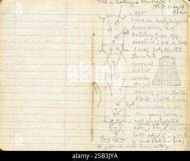 H. G. Dyar, blaues Buch, 492-510, 1894-1902, New York, USA, Maine, Skizzen, Entomologie, Feldnotizen, Keene Valley, Dixfield, Archive, Webb Pond, Dig Into Dyar, auf dieser Seite finden Sie detaillierte Notizen und Skizzen zum Studium von „Calligrapha annulata“, einer Käferart. Der handschriftliche Text enthält eine Aufzeichnung von Beobachtungen, die das Sammlungsdatum am 14. Mai 1962 angibt, sowie eine Beschreibung des Lebensraums der Art im Kerntal. Die Skizzen zeigen verschiedene Aspekte der Anatomie und Morphologie des Käfers, einschließlich seiner charakteristischen Form und Markierungen. Zusätzliche Hinweise enthalten Informationen Stockfoto