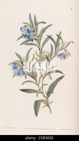 Edwards's, Botanical, Register, London, James Ridgway, 1829-1847, 1829, 19. Jahrhundert, Botanik, Kupfer, Gravur, England, Grafik, Medien, Großbritannien, handkoloriert, Ikonen, Zeitschriften, Bildwerke, Pflanze, Einführung, Pflanzen Zierpflanzen, Sarah Ann, Drake, Frauen in der Wissenschaft, 2., Eine zarte botanische Illustration mit einer schlanken Pflanze mit langen, grünen Blättern und kleinen blauen Blüten. Die Blätter sind gestreckt und verzweigen sich von einem zentralen Stiel, und die Blumen sind mit komplizierten Details dargestellt, die ihre sanften Kurven und ihren lebendigen Farbton zeigen. Die Komposition ist elegant ausgewogen Stockfoto