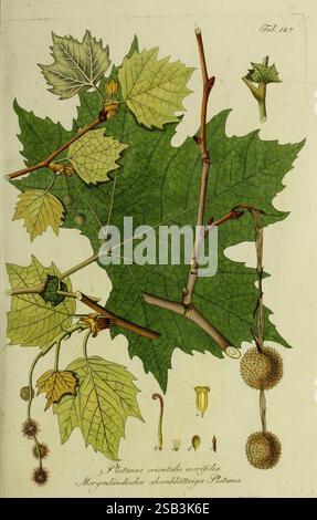 Österreichs Allgemeine Baumzucht Wien Ignaz Albertischen Buchdruck 1792-1822 Österreich Sträucher London Plane Tree Histsciart Platanus Orientalis zeigt eine detaillierte botanische Studie des Platanus orientalis, allgemein bekannt als die orientalische Platane. Deutlich sichtbar sind große, markante Blätter mit gelappten Kanten, die einen satten grünen Farbton aufweisen. Das Diagramm enthält verschiedene Komponenten des Baums, wie z. B. seine Verzweigungsstruktur und kugelförmige Saatköpfe, die mit feinen Stacheln bedeckt sind. Andere Attribute, einschließlich der Früchte und der Blütenteile, sind akribisch mit Hi gekennzeichnet Stockfoto