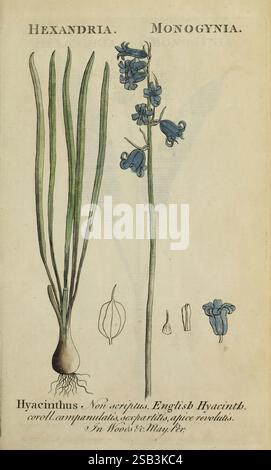 Flora Britannica Indigena, Bath. 1778, Botanik, Großbritannien, illustrierte Werke, Bildwerke, das Kunstwerk zeigt eine botanische Illustration der englischen Hyazinthe, wissenschaftlich unter den Überschriften „Hexandria“ und „Monogynia“ kategorisiert. Auf der linken Seite ist eine detaillierte Darstellung der Blumenzwiebeln und der langen, schlanken grünen Blätter der Pflanze dargestellt. Auf der rechten Seite zeigt eine elegante Blumenanordnung ihre charakteristische glockenförmige Struktur in einem satten blauen Farbton. Zusätzliche Abbildungen enthalten einen Querschnitt der Birne und der komplexen Bestandteile der Blume, die zu Bildungszwecken deutlich gekennzeichnet sind. Stockfoto