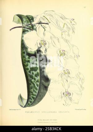 Das Blumenmagazin London, L. Reeve & Co, Blumengärtnerei, Blumen, Zeitschriften, Bildwerke, Pflanze, Blume, diese botanische Illustration zeigt die Phalaenopsis schilleriana delikat, eine exquisite Orchideenart, die für ihre eleganten, kaskadierenden Blüten bekannt ist. Die Blumen sind mit komplizierten Details dargestellt und zeigen zarte Blütenblätter, die überwiegend weiß sind, mit subtilen Anklängen von Rosa und Gelb. Unterhalb der Blüten zeigt ein großes, leuchtendes grünes Blatt markante Muster, die die Gesamtkomposition verbessern. Dieses Kunstwerk hebt die Schönheit und Komplexität der Orchidee hervor, die für ihre gefeiert wurde Stockfoto
