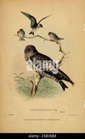 Beiträge zur Naturgeschichte von Labuan und den angrenzenden Küsten von Borneo, London, J. Van Voorst, 1855, Naturgeschichte, Borneo, Labuan, Macropteryx klecko, die Abbildung zeigt eine detaillierte Darstellung verschiedener Vogelarten auf Ästen. Im Zentrum der Komposition steht ein Macropteryx klecko, der sich durch sein ausgeprägtes Gefieder und seine robuste Form auszeichnet. Um sie herum befinden sich kleinere Vögel, die der Szene einen dynamischen Kontrast verleihen. Der Hintergrund weist auf eine natürliche Umgebung hin, mit subtilen Anklängen von Laub, die die Gesamtharmonie der Vogelanzeige verbessern. Das Stück wird von Text IND begleitet Stockfoto
