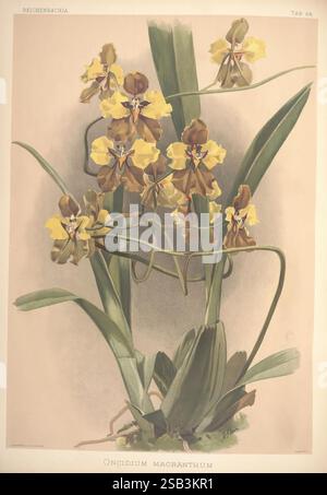 Reichenbachia, St. Albans, London, New York, F. Sander & Co, Orchid Growers & Importers, H. Sotheran & Co, I. Forstermann, 1888-1890, Orchidaceae, Henry Frederick Conrad Sander, Orchideen, Botanik, Blumen, Taxonomie: Family= Orchidaceae, Henry George Moon, Cyrtochilum macranthum, Oncidium macranthum, Eine atemberaubende botanische Illustration mit der Oncidium macranthum Orchidee. Das Kunstwerk fängt die zarte Schönheit der unverwechselbaren Blüten der Orchidee ein, die sich durch eine Kombination aus Gelb- und Brauntönen auszeichnen, die mit dunklen Markierungen aufwändig gemustert sind. Die saftig grünen Blätter sorgen für eine Vihrau Stockfoto
