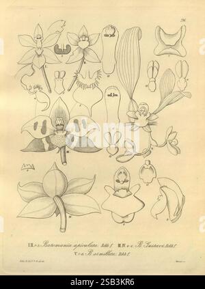 Xenia orchidacea, Leipzig, F.A. Brockhaus, 1858-1900, die Abbildung zeigt eine detaillierte Untersuchung verschiedener Orchideenarten, die eine Vielzahl von Blumenstrukturen und anatomischen Details zeigt. Jeder Abschnitt hebt die besonderen Merkmale der Orchideen hervor, einschließlich ihrer einzigartigen Formen, Größen und Muster. Das Stück ist in nummerierte Segmente unterteilt, die verschiedene Teile wie Blütenblätter, Sepalen und reproduktive Strukturen kennzeichnen. Die akribische Liebe zum Detail unterstreicht die Vielfalt und Komplexität innerhalb der Orchideenfamilie und betont sowohl ästhetische Schönheit als auch botanische Bedeutung. Stockfoto