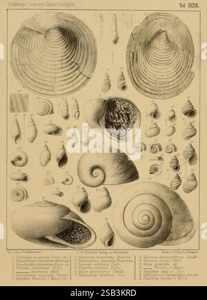 Die, Land, und, süßwasser, Conchylien, der, Vorwelt, Wiesbaden, C.W. Kreidel, 1875, Paläontologie, Weichtiere, Fossilien, die Illustration zeigt eine Vielzahl von Muscheln verschiedener Arten, sorgfältig in einem systematischen Layout angeordnet. Die Kollektion umfasst mehrere Beispiele für Zweigventile, die deutlich ausgeprägte Formen und Muster aufweisen, die ihre einzigartigen Eigenschaften hervorheben. Außerdem werden verschiedene Gastropoden gezeigt, die ihre spiralförmigen Formationen und komplizierten Designs darstellen. Jede Schale ist mit ihrem entsprechenden wissenschaftlichen Namen und ihrer Klassifizierung gekennzeichnet, was einen Einblick in die Vielfalt bietet Stockfoto