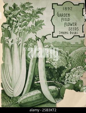 Wm. C. Beckert's beschreibender und illustrierter Saatgutkatalog, Allegheny, Pa, WM. C. Beckert, [1892], Blumen, Gemüse, Obst, Samen, Kataloge, Gartenwerkzeuge, kommerzielle Kataloge, Wachs mit Goldaugen, Gartengeschichten, in Blüte, weißem Rücken, Beckerts gesprenkeltem Wachs, zeigt das Kunstwerk eine Auswahl an frischem Gemüse und Pflanzen, die elegant angeordnet sind, um ihre natürliche Schönheit hervorzuheben. Hervorzuheben sind Sellerie-Stiele, eine Gruppe von Blattgemüse und eine lange, schlanke Bohnenschote sowie eine optisch ansprechende Gurke und runde Tomaten. Die detaillierten Abbildungen vermitteln ein Gefühl von Überfluss und f Stockfoto