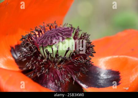 A closeup macro of the purple and green reproductive anatomy of a beautiful brilliant red poppy in the summer sunshine. Stockfoto