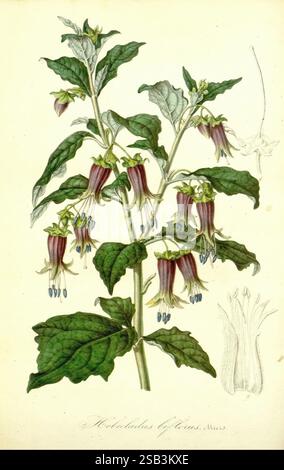 Flore des serres et des jardins de l'Europe, A Gand, chez Louis van Houtte, éditeur, 1845-1880, die Abbildung zeigt eine zarte Pflanze mit langen, ovalen Blättern und mehreren glockenförmigen Blüten, die anmutig an schlanken Stielen hängen. Die Blüten weisen einen satten Farbverlauf auf, der von tiefviolettem Lila an den Spitzen zu einem helleren Farbton in Richtung der Basis übergeht, wobei jede mit markanten Stammen verziert ist. Das Laub ist üppig und zeigt ein lebhaftes Grün, das die Vitalität der Pflanze unterstreicht. Im Hintergrund bietet eine subtile Umrisse zusätzliche Details, die weitere botanische Elemente vorschlagen. Die Gesamtkomp Stockfoto