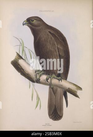 Die Gattungen der Vögel, 1849, Vögel, Verhaltensklassifizierung, Bildwerke, ornithologische Illustration, Eine detaillierte Illustration eines Falken, der auf einem Ast thront. Der Vogel zeigt ein reichhaltiges, dunkles Gefieder mit ausgeprägten Federmustern und durchdringenden gelben Augen, die einen wachsamen und wachsamen Ausdruck vermitteln. Der Zweig, auf dem er steht, ist mit zarten grünen Blättern verziert, die der Komposition einen Hauch von Natur verleihen. Diese Darstellung betont die starke Körperlichkeit und die scharfen Krallen des Vogels und unterstreicht seinen Status als geschicktes Raubtier in seinem natürlichen Lebensraum. Der Hintergrund ist subtil, so dass der Falke b Stockfoto