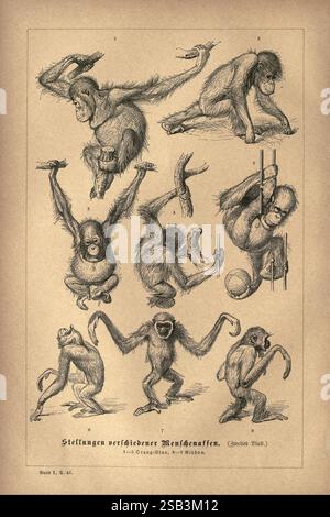 Brehm's Thierleben, Allgemeine Kunde des Thierreichs Leipzig, Verlag des Bibliographischen Instituts, 1876-1879 Zoologie, Animal Behavior Woods Hole, die Illustration zeigt eine vielfältige Sammlung von Affenarten, die verschiedene Positionen und Handlungen zeigen, die ihre Beweglichkeit und Körperlichkeit hervorheben. Jede Figur zeigt verschiedene Aktivitäten wie Schaukeln, Klettern und die Interaktion mit der Umgebung. Das Arrangement umfasst Darstellungen von Orang-Utans und Gibbons, die ihre einzigartigen Eigenschaften und Verhaltensweisen demonstrieren. Die Gesamtkomposition ist sowohl pädagogisch als auch künstlerisch und nimmt die auf Stockfoto