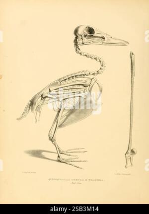 Eine Monografie über die Anatidae oder den Entenstamm, London, Longman, Orme, Brown, Green, & Longman and Eddowes, Shrewsbury, 1838 Anatidae, das Kunstwerk zeigt eine detaillierte anatomische Illustration eines Vogels und zeigt seine Skelettstruktur. Der Fokus liegt auf den Knochen, die akribisch beschriftet sind und das komplizierte Gestell enthüllen, das den Körper des Vogels stützt. Zu den wichtigsten Merkmalen gehören ein markanter Schädel mit langem Schnabel, ein geschwungener Hals und ein gut definierter Brustkorb. Auf der rechten Seite befindet sich eine separate Abbildung der Luftröhre, die die Anatomie des Atmungssystems hervorhebt. Diese pädagogische Darstellung Stockfoto